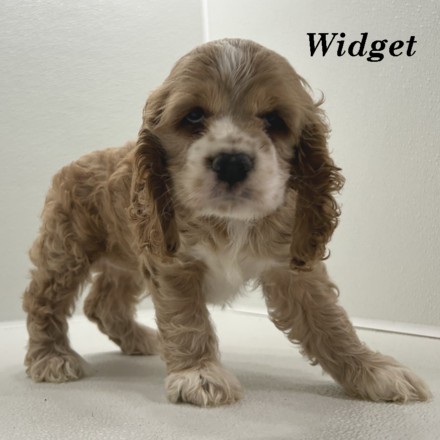 puppy, for, sale, Cocker Spaniel, Joe & Cherri  Overlease, dog, breeder, Miller, MO, dog-breeder, puppy-for-sale, forsale, nearby, find, puppyfind, locator, puppylocator, aca